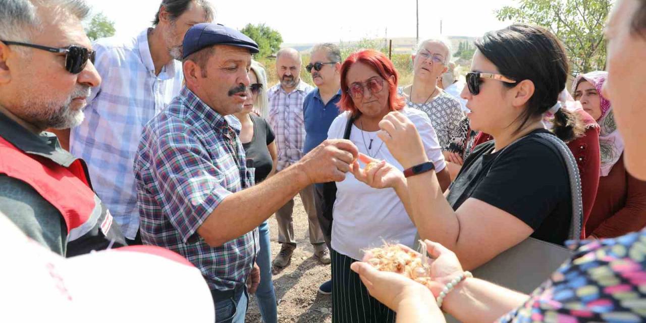 Altın Bitki Safran Eskişehirli Hanımlara Umut Oluyor