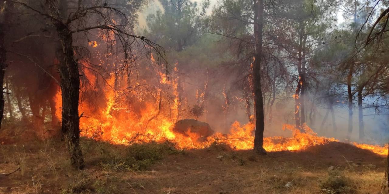 Edirne’de Çıkan Orman Yangını Kontrol Altına Alındı