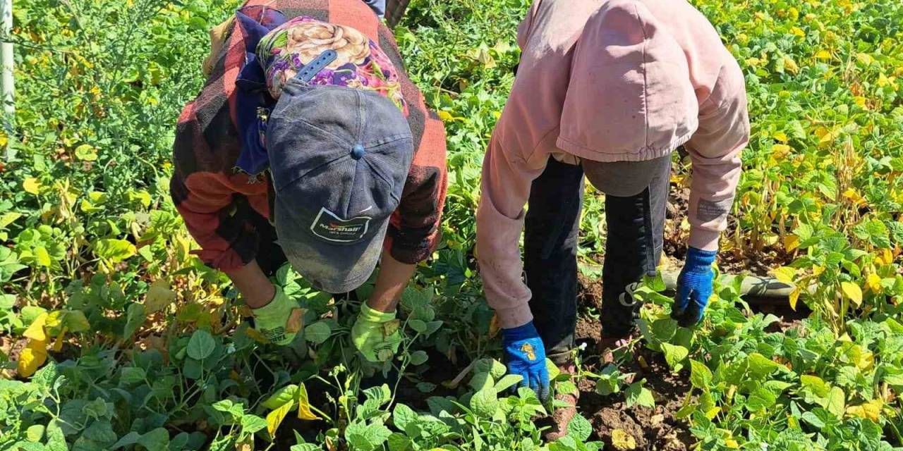 Adilcevaz’da Kuru Fasulye Sökümü Başladı