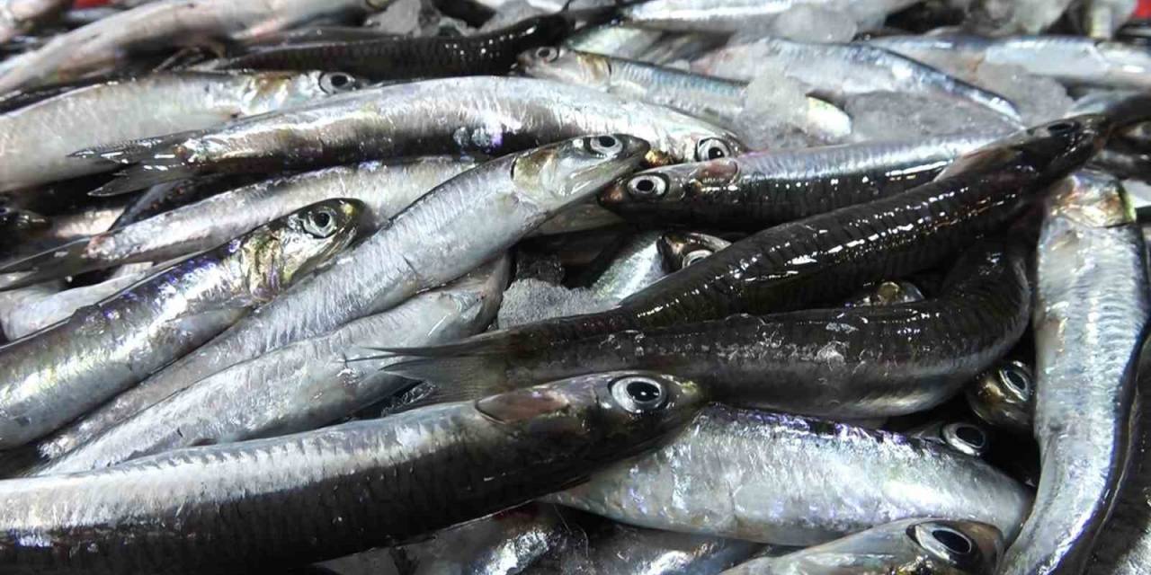 Yalova’da Hamsi, Balık Tezgahlarında 80 Liraya Düştü