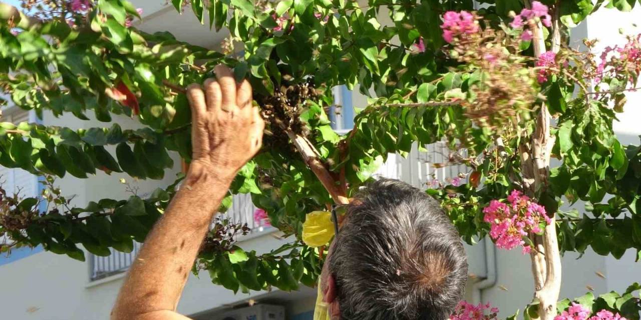 Ağaçta Oğul Veren Bal Arıları, Vatandaş Tarafından Çuvala Konuldu