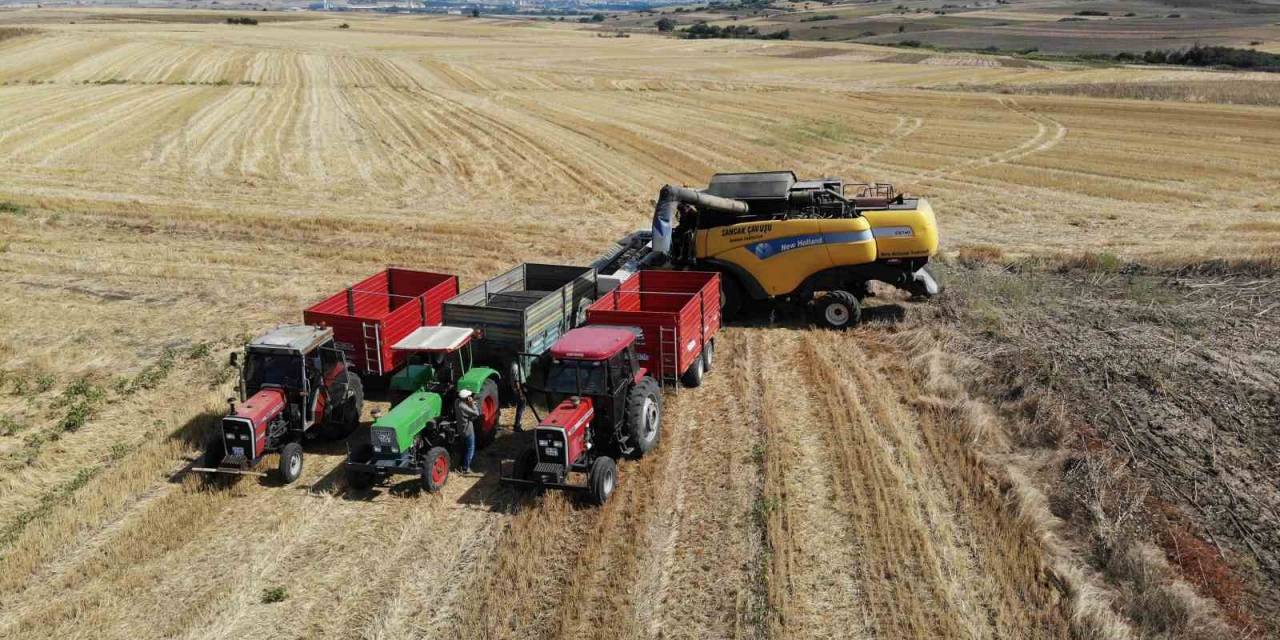 Trakya’da Kuraklık Ayçiçeklerini Vurdu