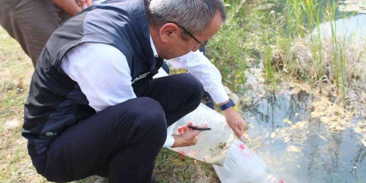 Karabük’te Göl Ve Göletlere 30 Bin Yavru Sazan Balığı Bırakıldı