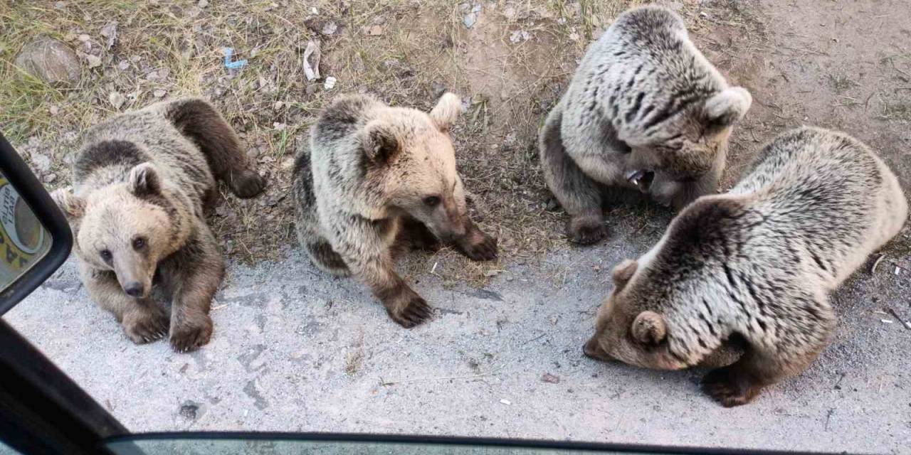 Ayı Kendisine Şeker Vermek İsteyen Vatandaşa Saldırdı