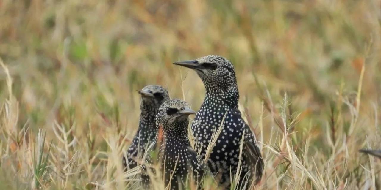 Milleyha Sulak Alanı’ndaki Kuşlar Hayran Bırakıyor