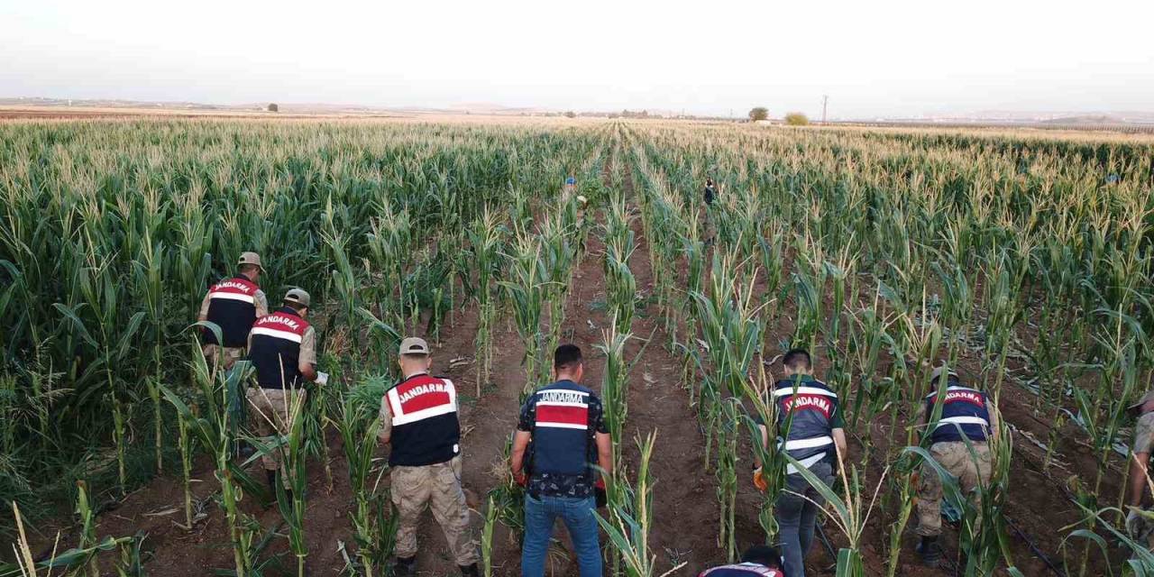 Sınırda Mısır Tarlasında 160 Bin Kök Kenevir Bitkisi Bulundu