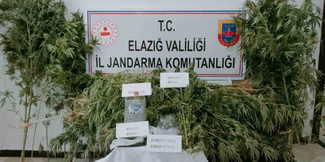 Elazığ’da 186 Kök Kenevir Ele Geçirildi