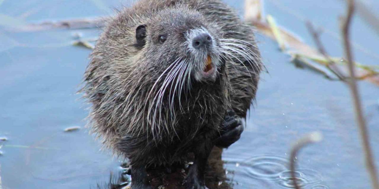 Edirne’de Su Maymunlarına Konuşan Adam Görenleri Hayret Ettiriyor