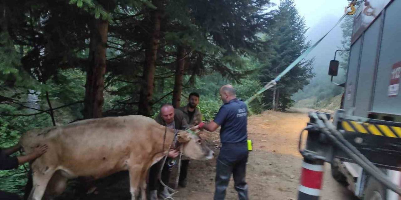 Dere Yatağına Giren İnek İtfaiye Ekiplerince Kurtarıldı