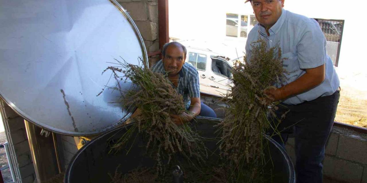 Distilasyon Makinesi İle Lavanta Üreticileri Zamandan Tasarruf Ediyor