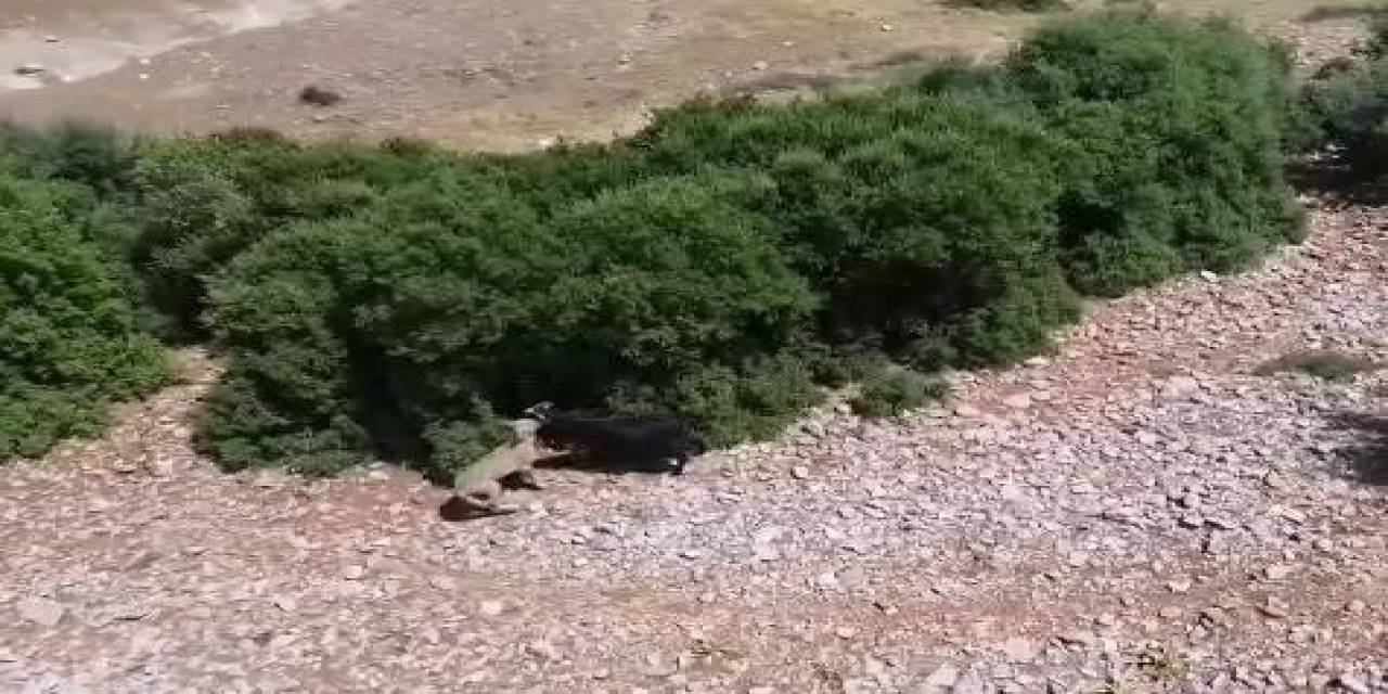 Teknolojik Çoban Sürüye Saldıran Kurdu Dronla Adım Adım Takip Etti
