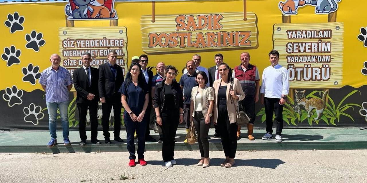 Artan Yemekler Sokak Hayvanlarına Bırakılıyor