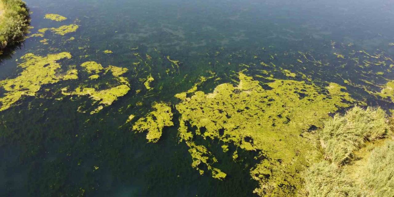 Karasu Akarsuyu Yosun Tuttu