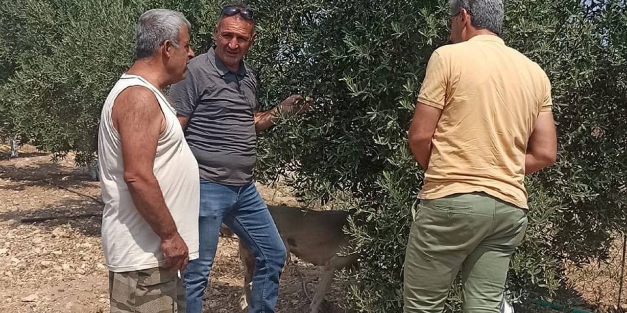 Zeytin Sineğine Karşı Periyodik İlaçlamaya Devam Edilecek