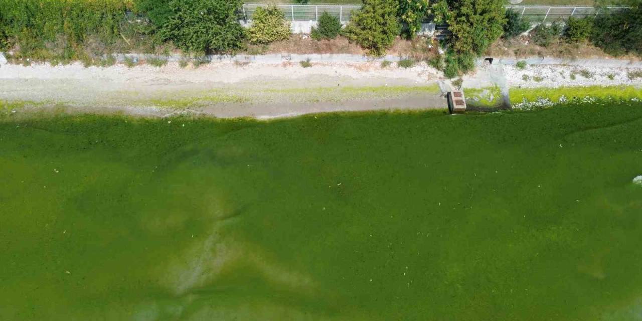 Kapatılan Florya Sahilinde Deniz Yeşile Büründü