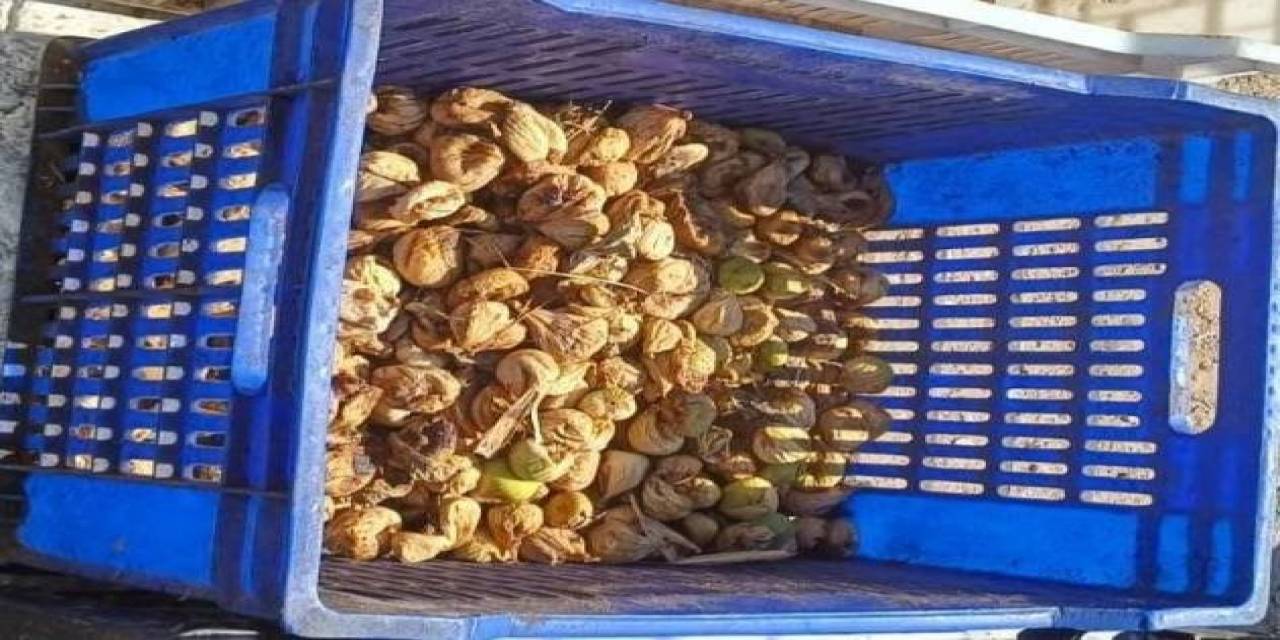 İncir Hırsızı, 20 Kilo İncirle Suçüstü Yakalandı