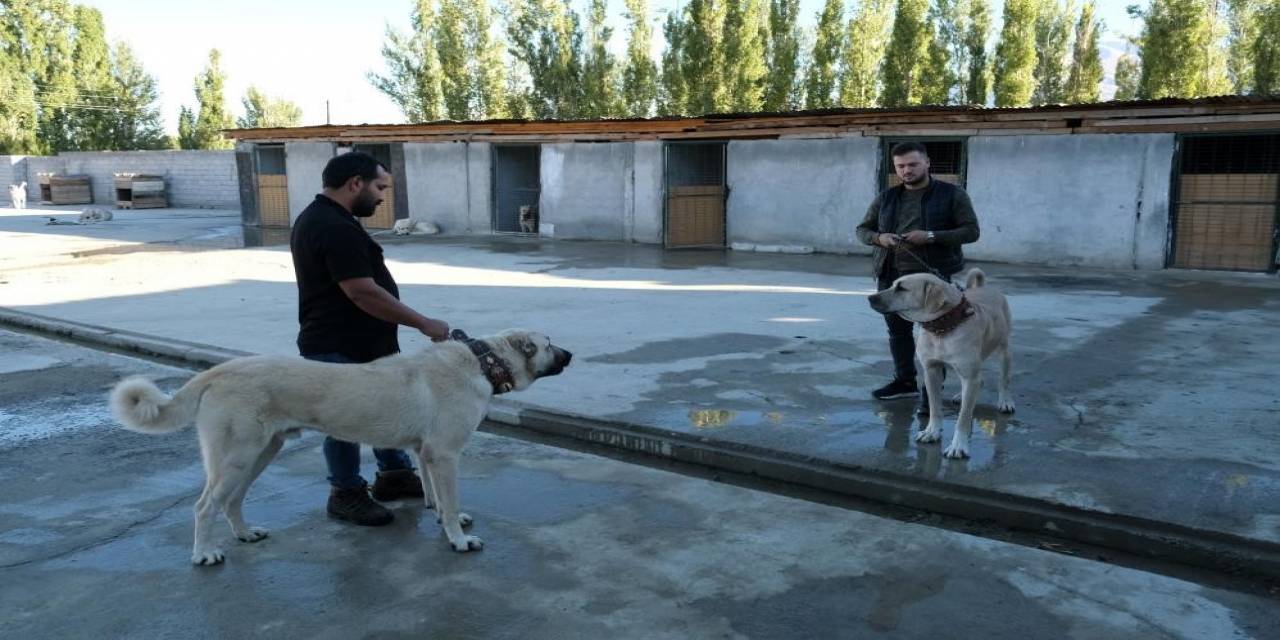 Avrupa Ülkelerinden Bile Talep Gören Saf Irk Köpekler, Erzincan’da Yetiştiriliyor