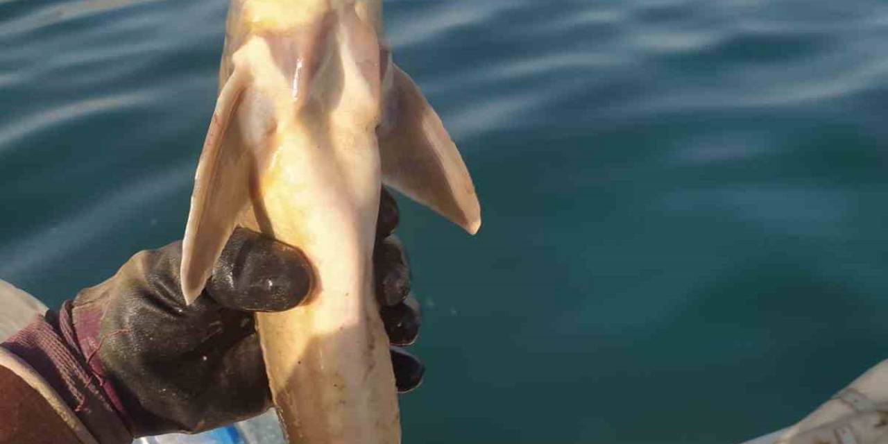 Atatürk Barajında İlk Kez Mersin Balığı Görüldü