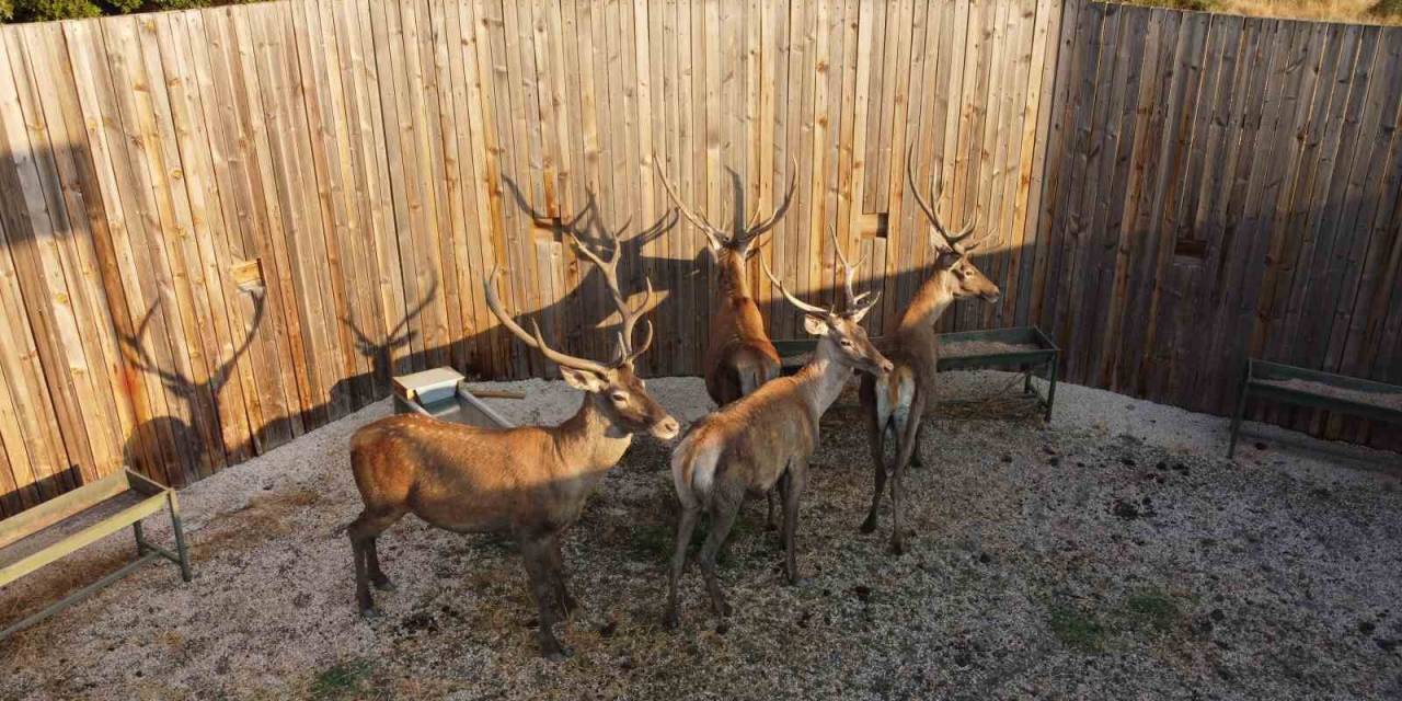 Türkiye’nin ‘Maldivleri’ Salda Gölü Kızıl Geyiklerine Kavuştu