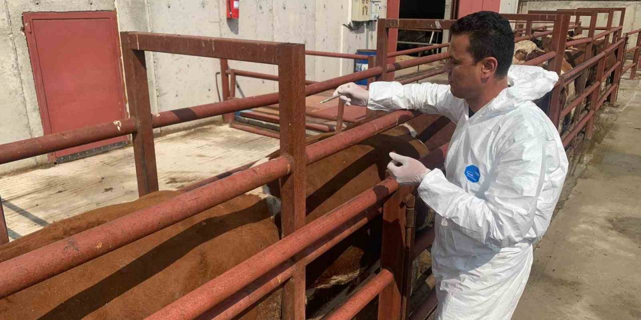 Ankara’da Büyükbaş Hayvanlara Şap Aşısı Yapıldı