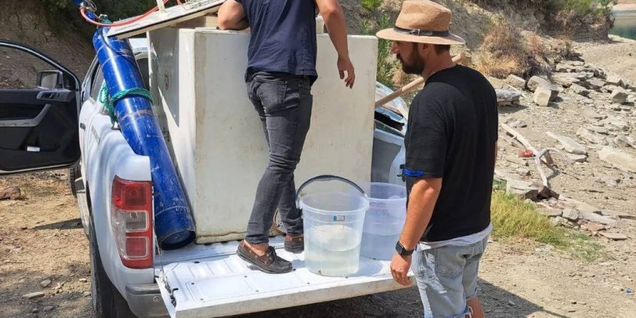 Kozan’da Barajlara 600 Bin Sazan Balığı Yavrusu Bırakıldı