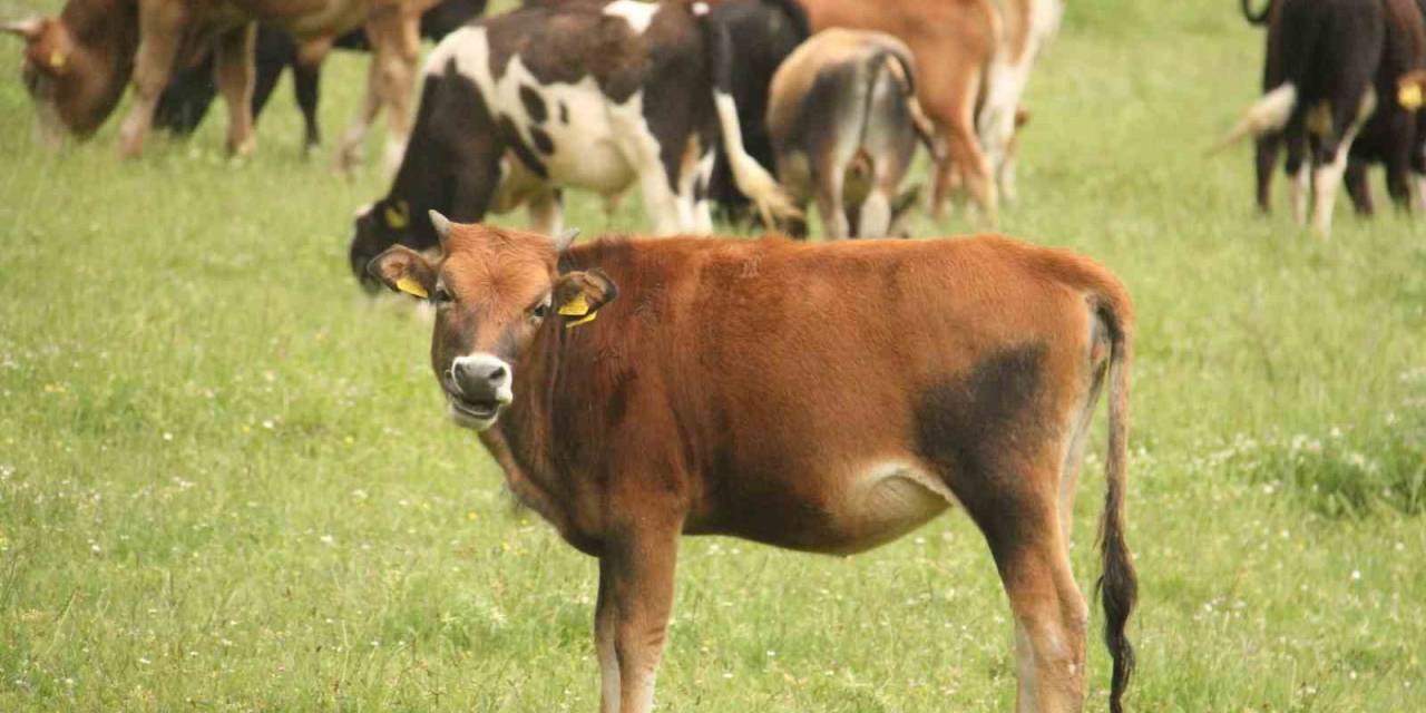 Beyşehir’deki Tüm Büyükbaş Hayvanlar Aşılanacak