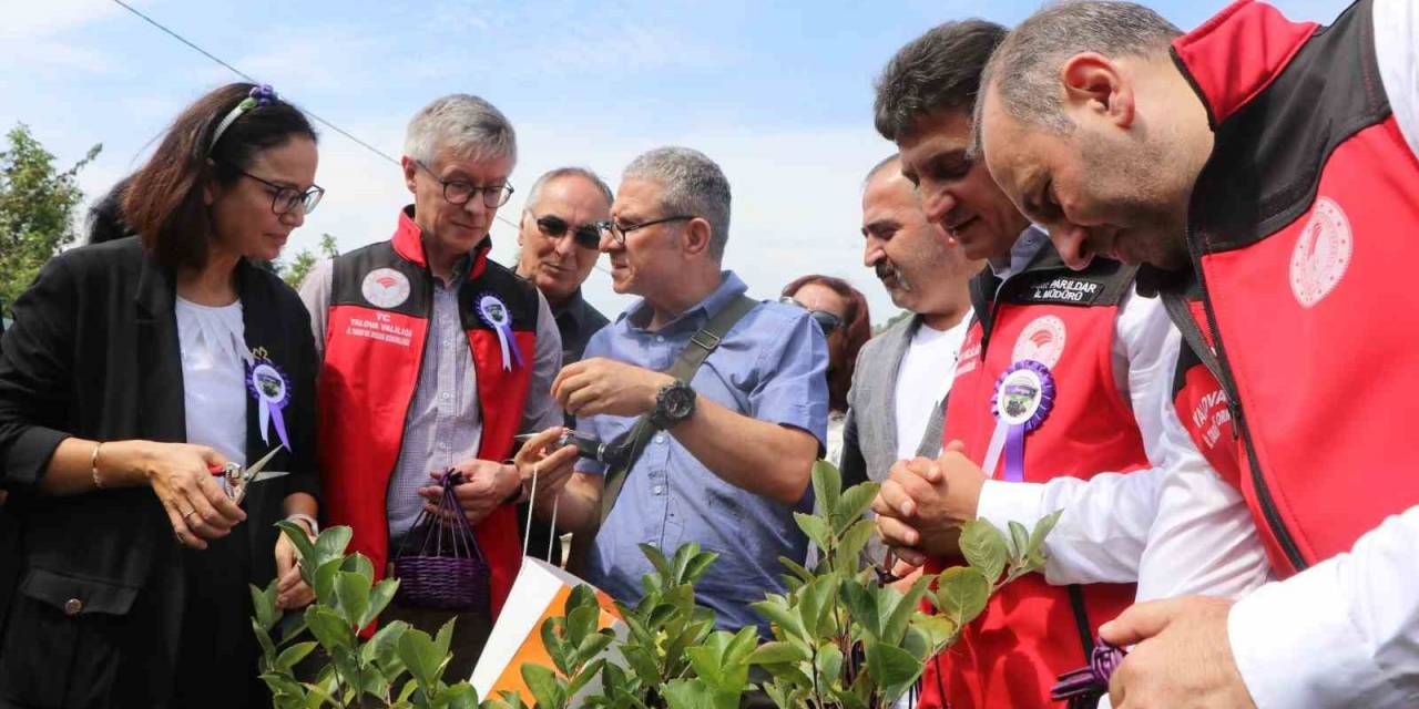 Yalova’nın Coğrafi İşaretli Meyvesi Aronyada Hasat Sevinci