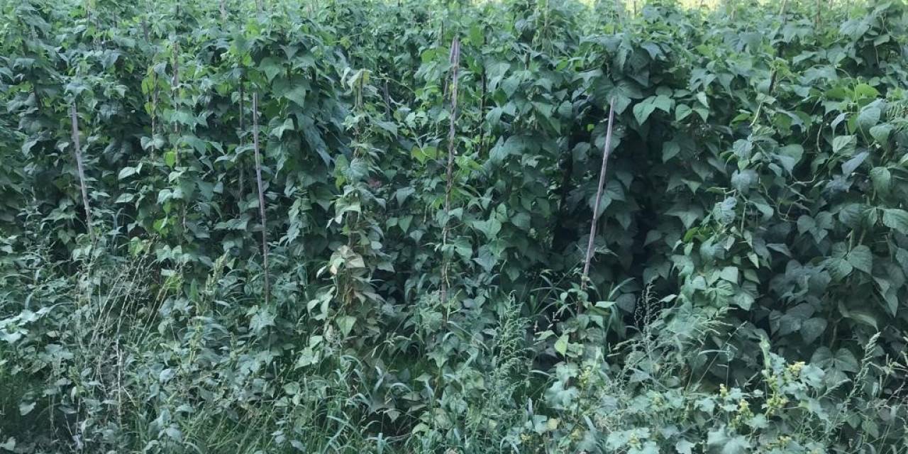 Sebze Meyve Üretiminde Güz Bereketi