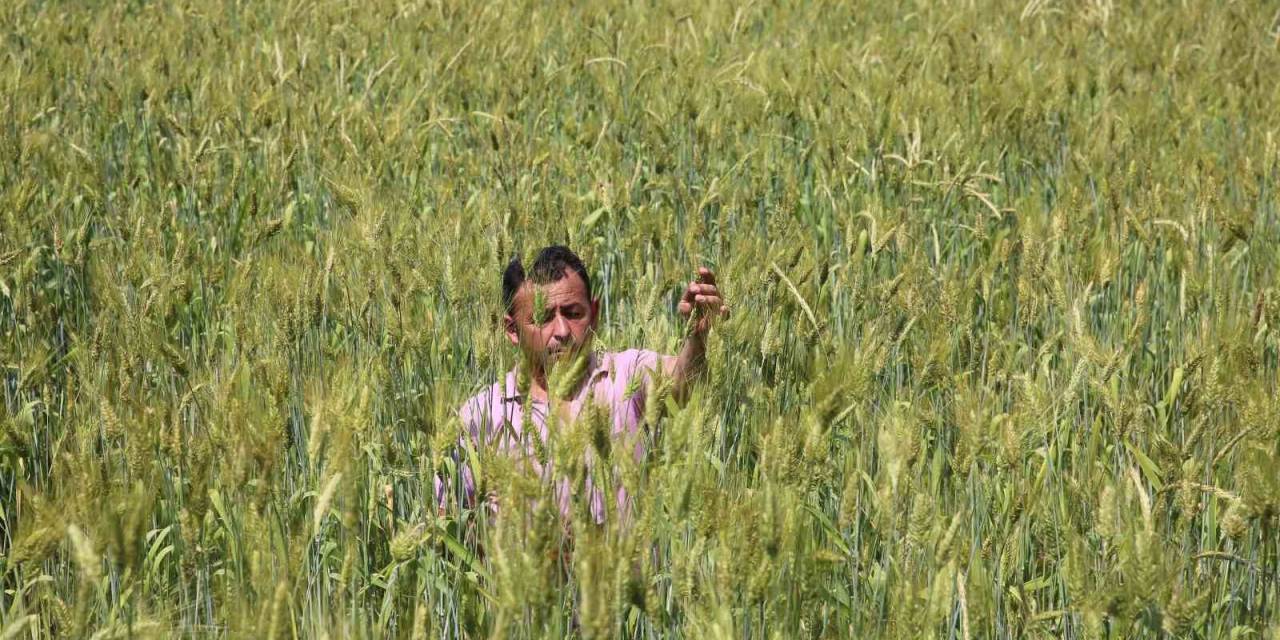Boyu 2 Metreye Yaklaşan Buğday