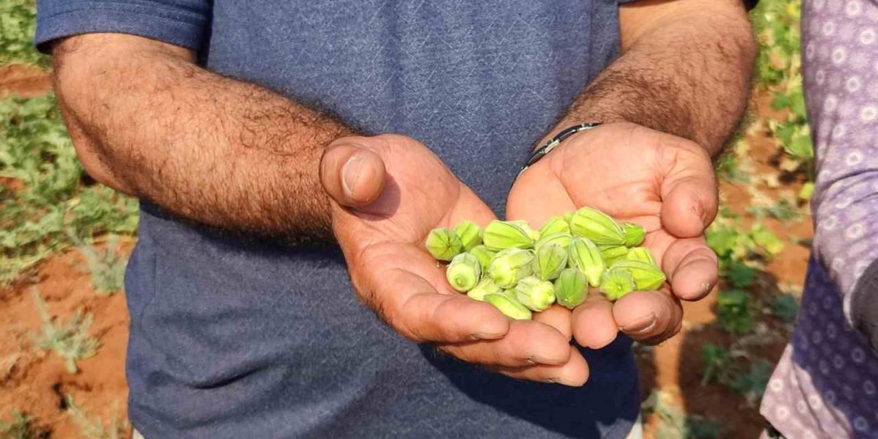 Çal Bamyasının Tescillenmesi İçin Çalışma Başlatıldı