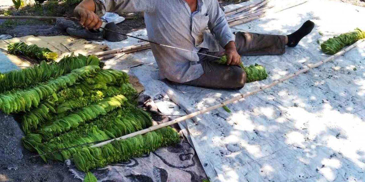 Ekenlerin Sayısı Azalınca Tütün Fiyatları Yükseldi
