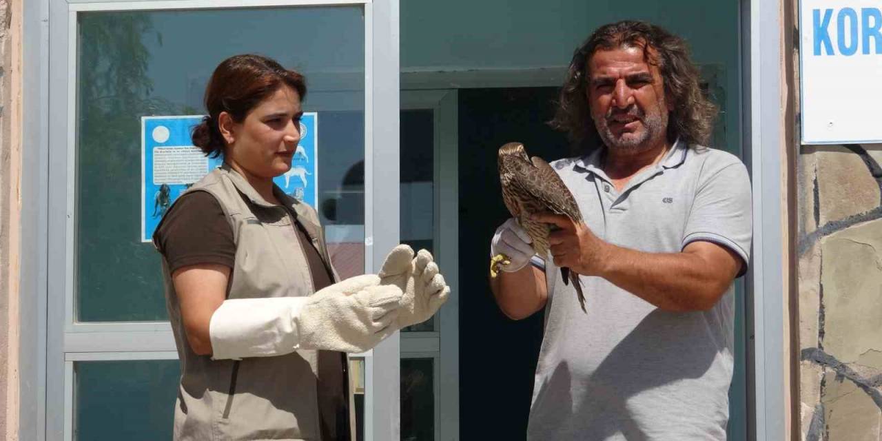 İsrail’de Halkalanan Gökdoğan Kuşu Tedavisinin Ardından Özgürlüğe Kanat Çırptı