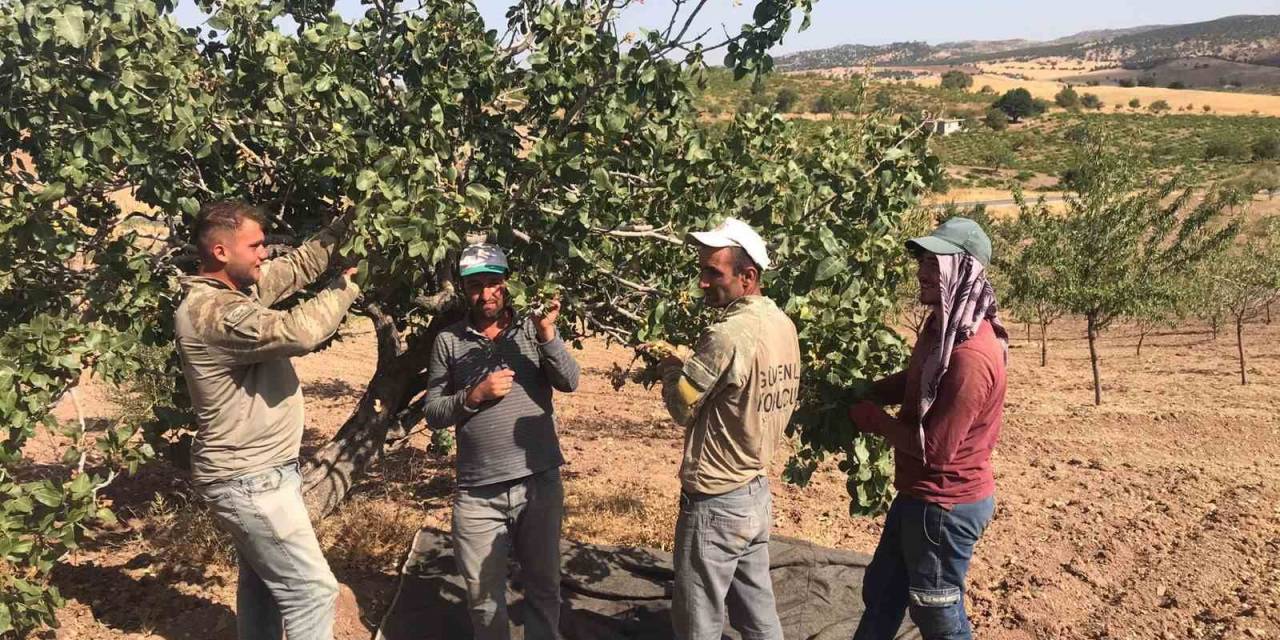 Besni’de Antep Fıstığı Hasadı Başladı