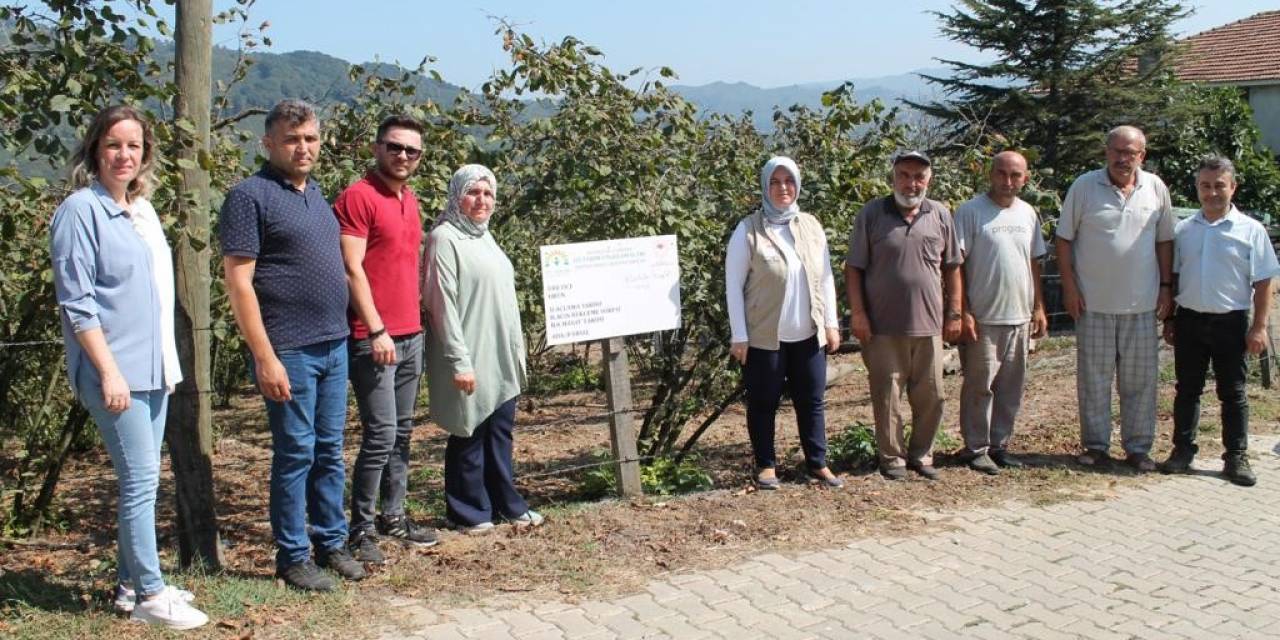 İyi Tarım Uygulamalarıyla Üretilen Fındığın Hasadı Başladı