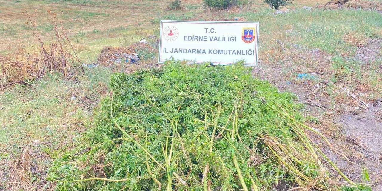 Edirne’de Ayçiçeği Tarlasında 450 Kök Kenevir Bitkisi Ele Geçirildi