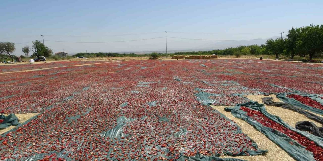 Yüzlerce Dönüm Arazide Kurutulmuş Domatesler İhrac Ediliyor