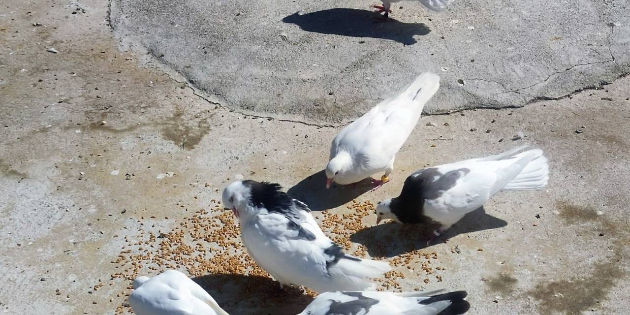 Denizli’nin Dolapçı Güvercinleri Mesafe Tanımıyor