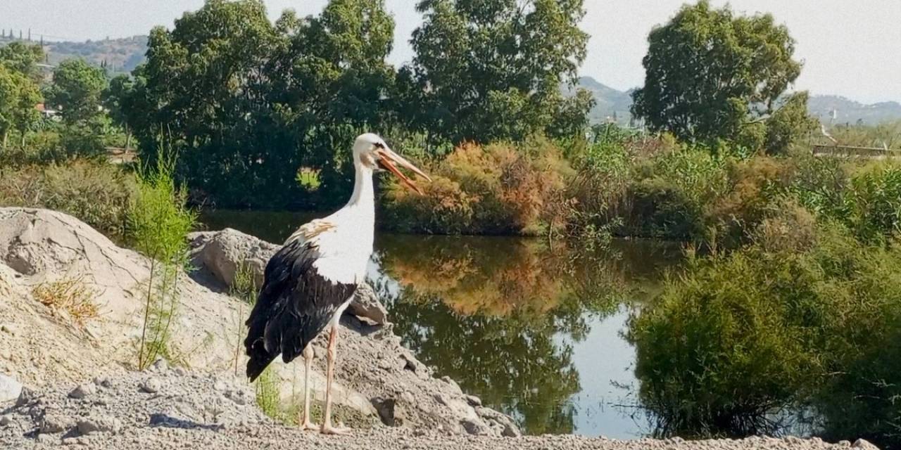 Yeşil Leyleğin Afrika Hayali Seneye Kaldı