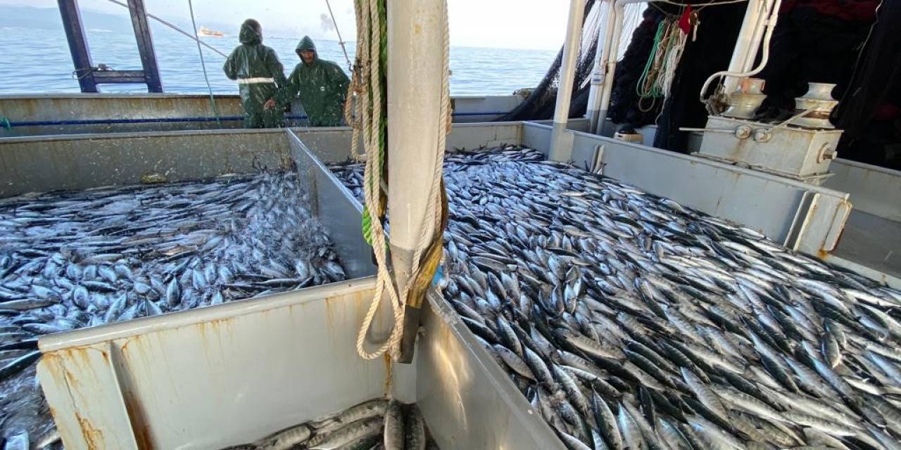 Havalar Serinledi, Palamut Kendini Gösterdi