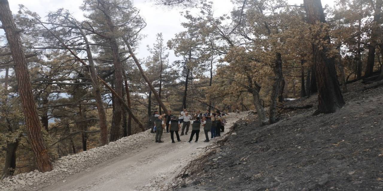 Bolu’da Yanan Ormanların Yaraları Sarılıyor