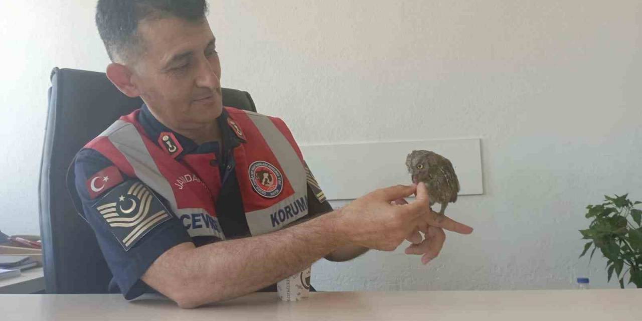 Bingöl’de Bitkin Halde Bulunan Kukumav Kuşu Tedavisinin Ardından Doğaya Salındı