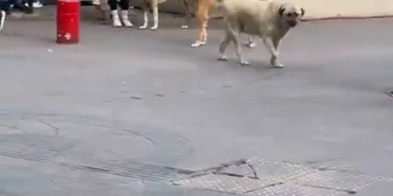 Başıboş Sokak Köpekleri, Küçük Çocuğu Olan Bir Kadının Etrafını Çevirdi