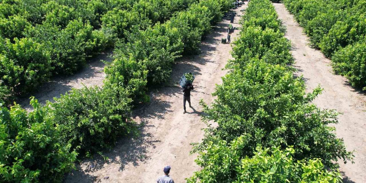 Limonda Hasat Başladı, Verim Yüzleri Güldürdü