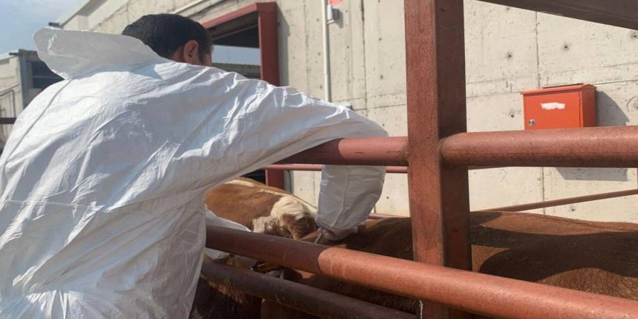 Aydın’da Şap Aşılama Takvimi Başladı