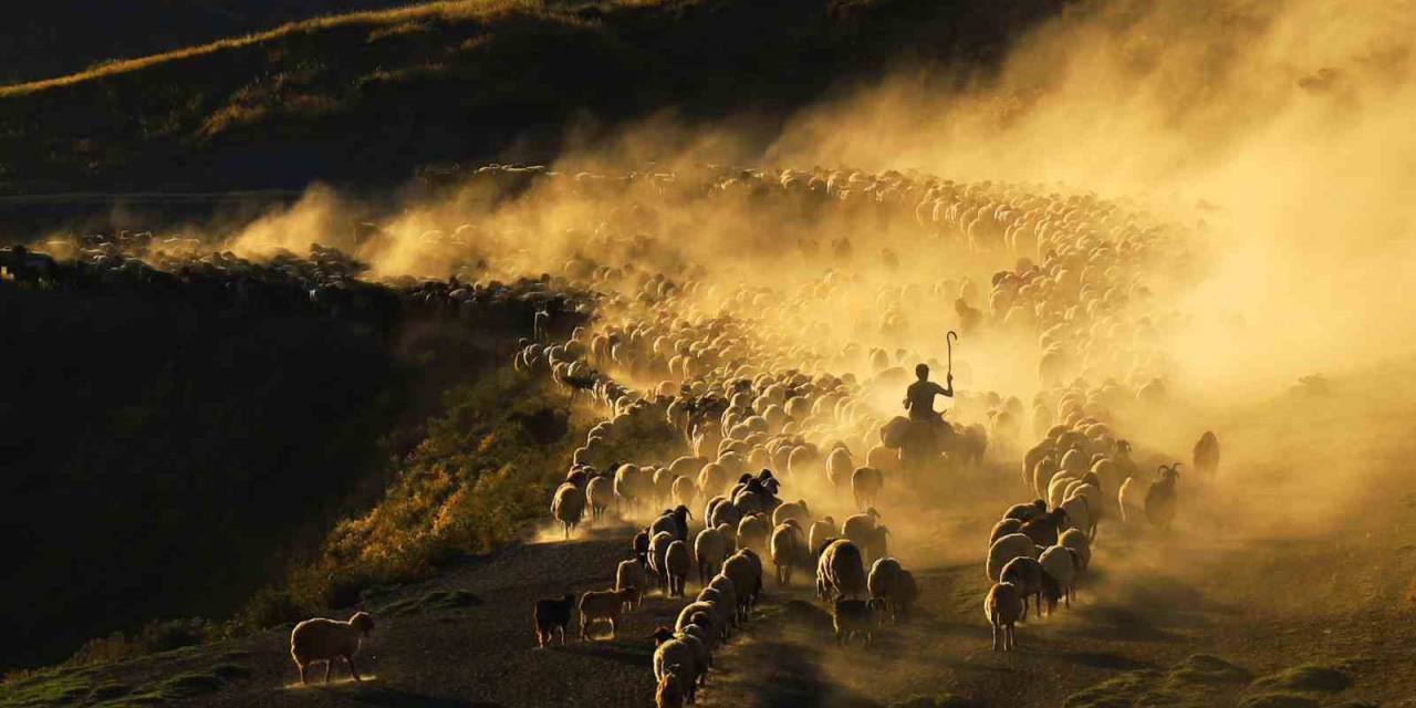 Sürülerin Tozlu Yolculuğu Görsel Şölen Sunuyor