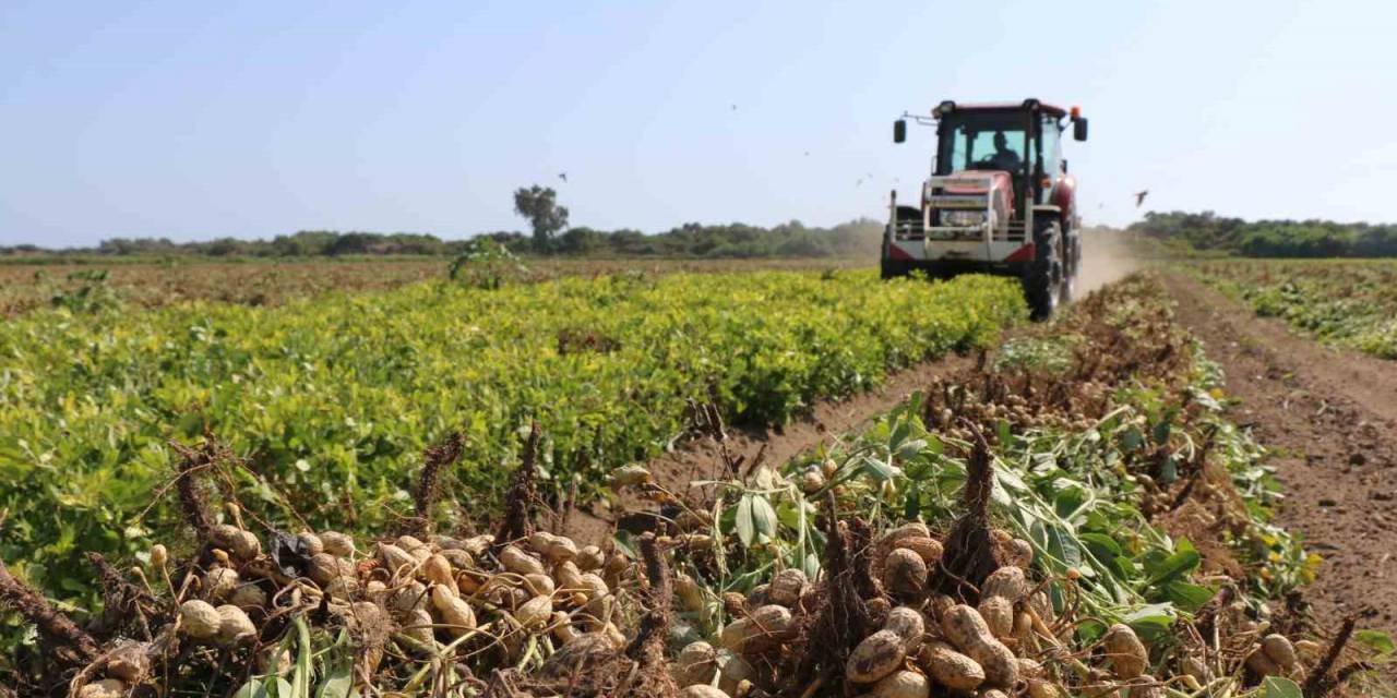Adana’da 105 Bin Ton Yer Fıstığı Rekoltesi Bekleniyor