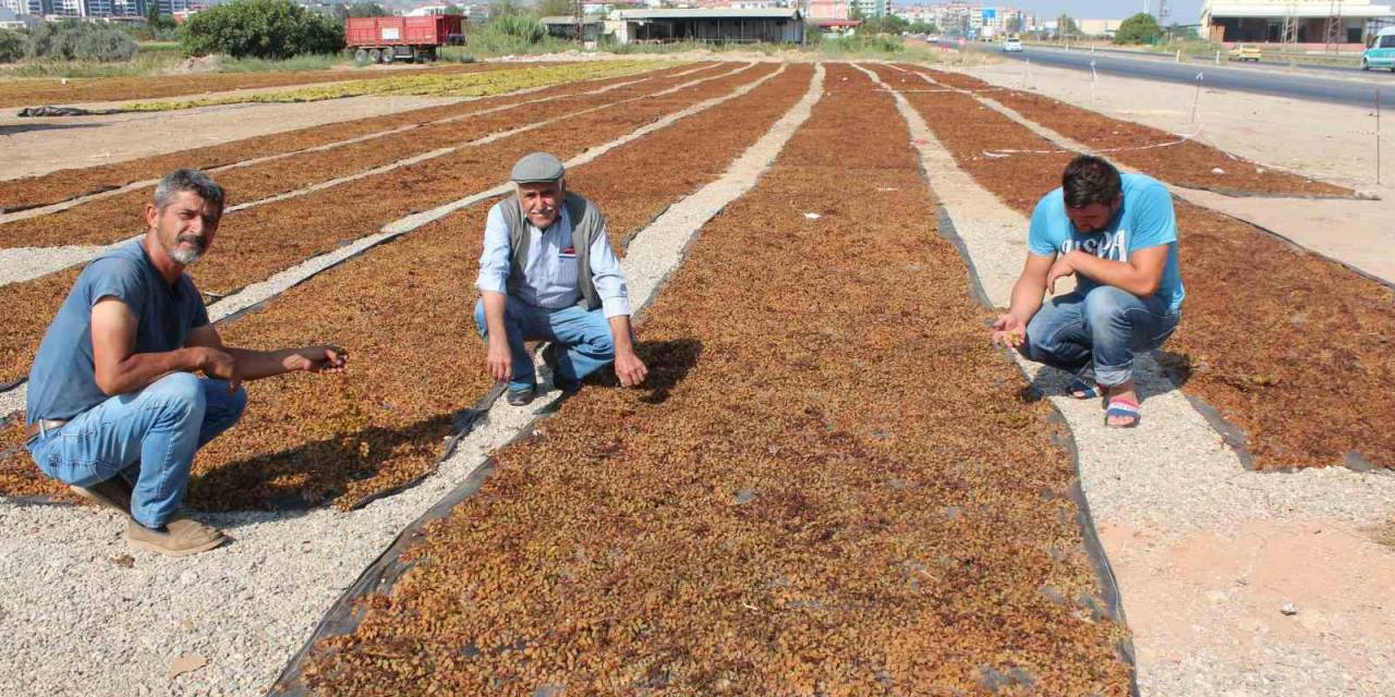 Tariş Kurum Üzüm Taban Fiyatını Açıkladı