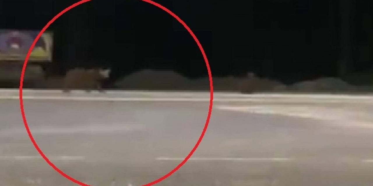 Karayoluna İnen Ayılar Kamerada