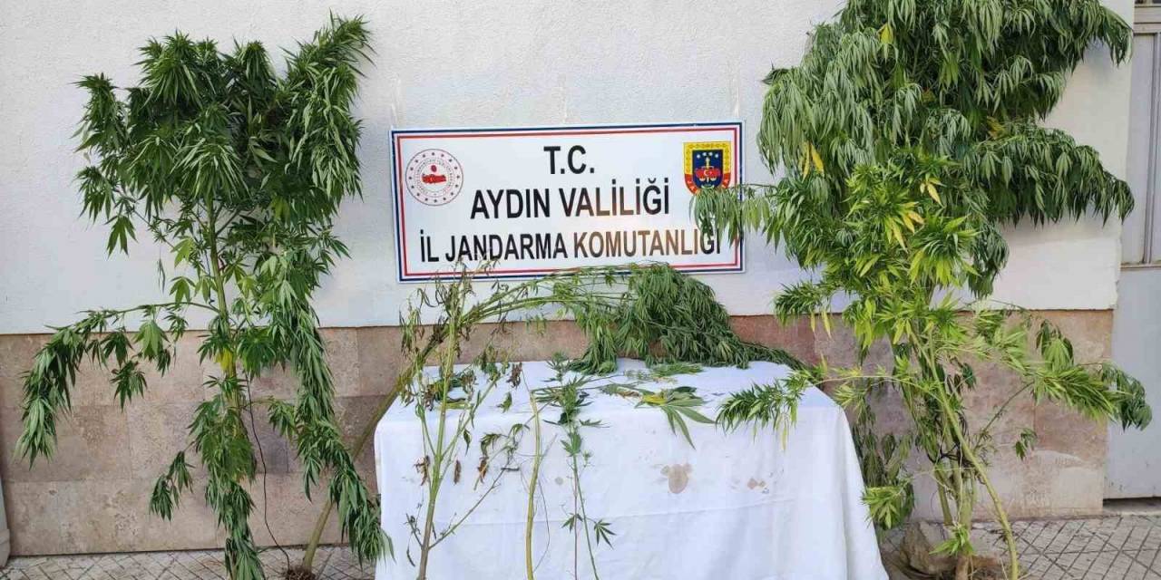 Aydın’da Jandarma Ekipleri Uyuşturucuya Geçit Vermiyor