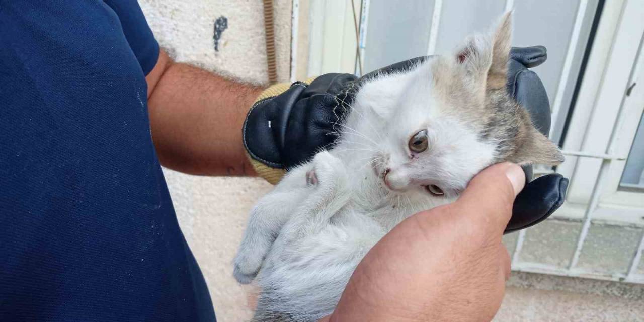 Bodrum Havalandırmasına Düşen Yavru Kediyi, İtfaiye Kurtardı